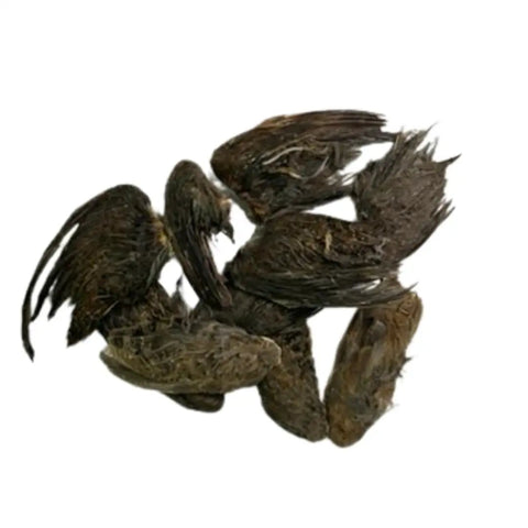 Small Real Quail Wings For Dog Training Pack 10 Count Pro Grade Natural Training Aids For Bird Dogs