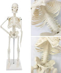 Mini Human Skeleton Model With Movable Arms And Legs On Metal Stand 17 Inch Petite Anatomy Skeleton detail view