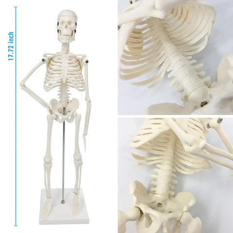Mini Human Skeleton Model With Movable Arms And Legs On Metal Stand 17 Inch Petite Anatomy Skeleton detail view