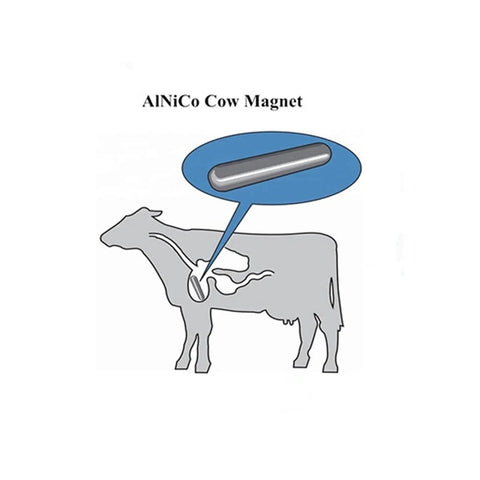 Real Deal Alnico 5 Cow Magnets Half Inch Size By Three Inches Long Five Piece Heavy Duty Cylinder Pack illustration of cow magnet placement.