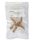 Preserved Northern Sea Star 5 To 8 Inch Formalin Specimen For Marine Biology Study And Anatomy Dissection In Classroom Labs