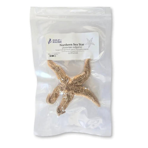 Preserved Northern Sea Star 5 To 8 Inch Formalin Specimen For Marine Biology Study And Anatomy Dissection In Classroom Labs