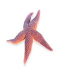 Preserved Northern Sea Star 5 To 8 Inch Formalin Specimen For Marine Biology Study And Anatomy Dissection In Classroom Labs