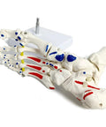 Dope Foot Skeleton Model With Elastic Bungee And Tibia-Fibula Stump Real Cast Foot for anatomy study on white base, side view