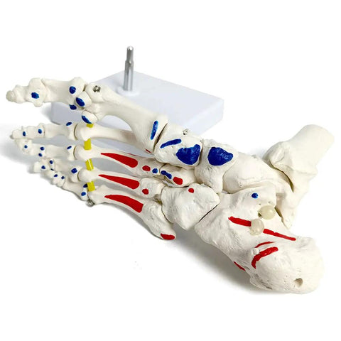 Dope Foot Skeleton Model With Elastic Bungee And Tibia-Fibula Stump Real Cast Foot for anatomy study on white base, side view