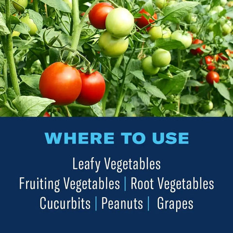 Tomato plants representing Concentrated Vegetable and Garden Insect Spray For Quick Knockdown Of Aphids, Caterpillars, 32 oz
