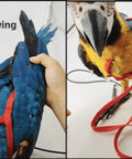 Adjustable Parrot Harness With Leash For Outdoor Flight Training 78.7 Inch Rope Kit For Small To Large Birds Skin Friendly Straps