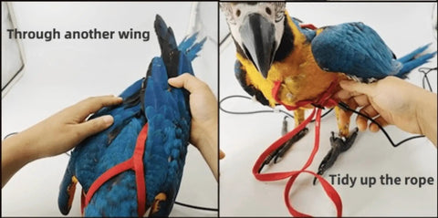 Adjustable Parrot Harness With Leash For Outdoor Flight Training 78.7 Inch Rope Kit For Small To Large Birds Skin Friendly Straps
