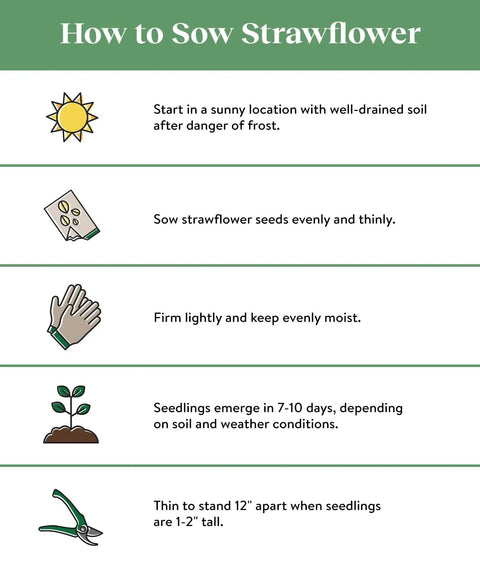 Infographic on how to sow Tall Mixed Colors Strawflower Seeds 750 Seed Packet For Gardeners, with step-by-step instructions and icons.