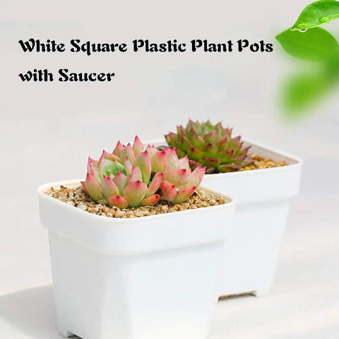 Set Of 24 White Square Plastic Plant Pots With Saucers 3 Inch Seedling Planters For Succulents And Flowers Drainage Holes Indoor Outdoor Garden Home Office Balcony Decor
