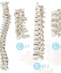 Full Size 67 Inch Anatomy Skeleton Model spinal vertebrae parts for medical studies classroom demonstrations