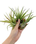 4 Inch Tillandsia Ionantha Air Plants Set Of 3 Assorted Large Air Plants For No-Fuss, Easy-Care Indoor Air Purifying Decor That Brings Fresh Color To Your Home Or Garden Space, held in hand