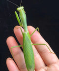 Eggshell Hatch Kit For Classroom Science, Hands On Biology Projects, And Student Learning, Easy Daily Mist For Faster Hatching, Ideal STEM Activity For Kids And Teens, green mantis on hand