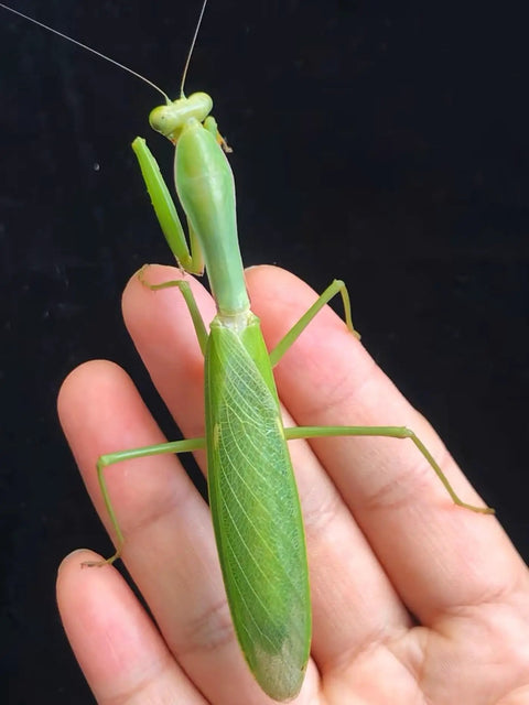 Eggshell Hatch Kit For Classroom Science, Hands On Biology Projects, And Student Learning, Easy Daily Mist For Faster Hatching, Ideal STEM Activity For Kids And Teens, green mantis on hand