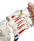 Dope Foot Skeleton Model With Elastic Bungee And Tibia-Fibula Stump Real Cast Foot held demonstrating muscle origins