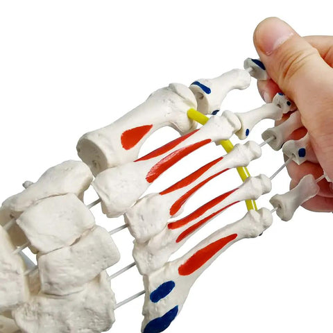 Dope Foot Skeleton Model With Elastic Bungee And Tibia-Fibula Stump Real Cast Foot held demonstrating muscle origins