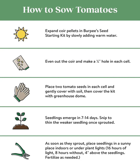 Instructions on how to sow tomatoes with visuals for each step, including planting, watering seeds, and seedling care.