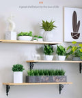 Heavy Duty Corner Brackets Four Pack L Shape Shelf Supports Rust Proof Iron Angle Braces for secure wall mounting with plants.