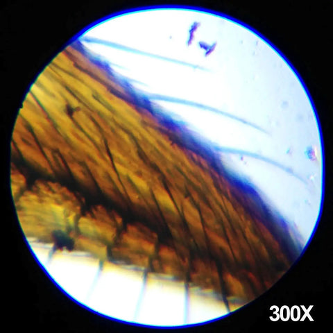 Image through Beginner Friendly Hands On Educational Microscope Kit for Kids, 300X magnification view of a sample.