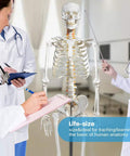 Life Size Skeleton Model With Nervous System For Med Students, 70.8 Inch Human Skeleton in classroom with doctors.