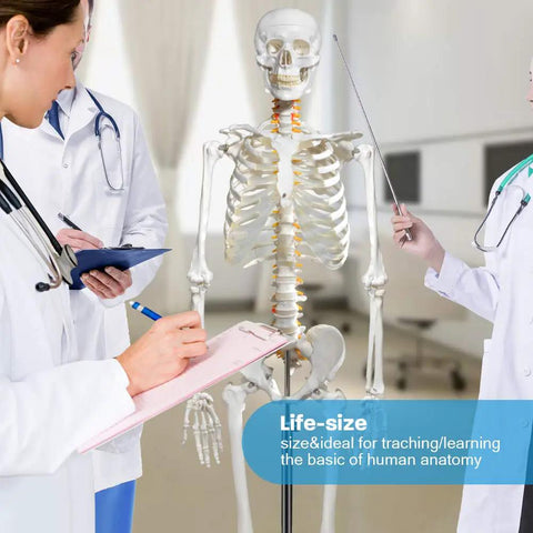 Life Size Human Skeleton Model for Anatomy with Nervous System and Rolling Stand in medical setting with professionals
