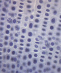 Classroom Onion Mitosis Slides Pack 10 Prepared Microscope Slides With Allium Root Tips 75 X 25mm See Every Stage Of Mitosis Durable Polystyrene Storage Box Included For Easy Hands On Lab Setup, onion root tip cells under microscope