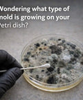 Mold Test Kit With Lab Fees Included No Surprises For Home Use Detects 20 Plus Mold Types And Pollen Easy To Follow Guide Professional Grade