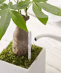 Five Pack Aquameter Soil Moisture Sensor Pen For Plants - Leave-In Moisture Meter With Continuous Readout, Fits 6 To 12 Inch Pots, White, Large Size, Great For Indoor Garden And Outdoor Containers. Leave-in white sensor pen in a small potted plant