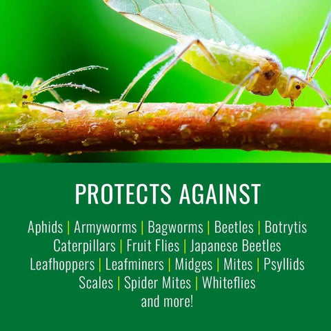 Neem Oil Spray For Gardening Ready To Use Insect And Fungus Control No Mixing For Houseplants And Home Gardens 24 Ounce Bottle Kills Aphids Whiteflies Spider Mites Japanese Beetles And More