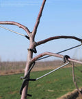 Fruit Tree Limb Spreader Set 20 Pieces 10 Inch Branch Puller With Hose Wrapped Iron Wire To Prevent Bark Damage installed