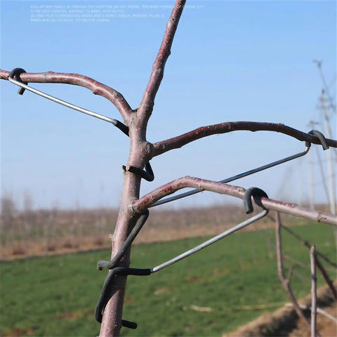 Fruit Tree Limb Spreader Set 20 Pieces 10 Inch Branch Puller With Hose Wrapped Iron Wire To Prevent Bark Damage installed