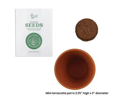 Spruce Terracotta Mini Grow Pots Indoor Tree Starter Kit 20 Pack DIY Planting Kit To Grow Tiny Spruce Trees For Home Gardening