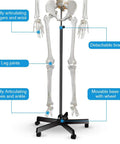 Life Size Human Skeleton Model For Anatomy With Nervous System And Rolling Stand 70.8 Inch Medical Skeleton showing articulations