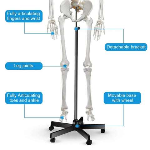 Life Size Human Skeleton Model For Anatomy With Nervous System And Rolling Stand 70.8 Inch Medical Skeleton showing articulations