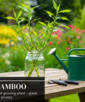 Fast Growing Bamboo Seeds For Privacy Screen And Windbreak, Giant 420 Black Bamboo displayed in a jar with gardening tools