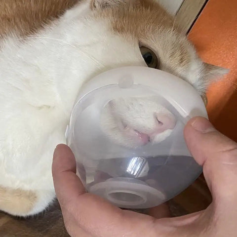 Cat using Pet Nebulizer Cup And Inhaler Mask For Cats And Dogs Low Noise Nebulizer Kit With Silicone Face Mask And Two Meter Oxygen Tube