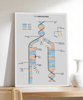 Framed DNA replication diagram on a shelf