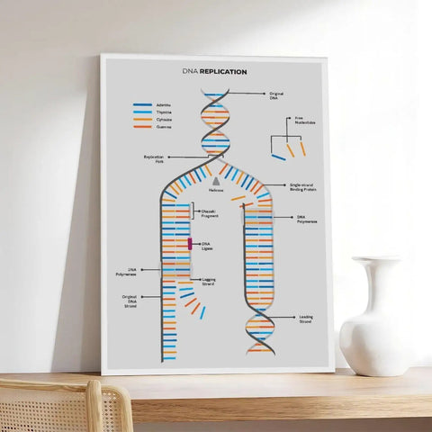 Framed DNA replication diagram on a shelf