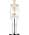 Life Size Skeleton Model For Anatomy Study With Fully Articulated Joints, Hands On Demonstration, Includes 3 Printed Guides