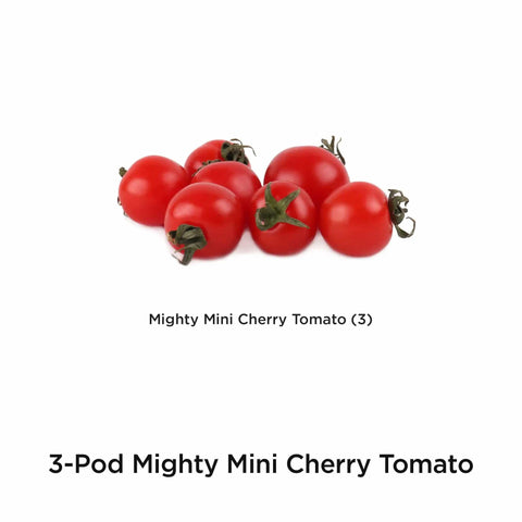 Cherry Tomato Seed Pod Kit For Indoor Hydroponic Gardens Mighty Mini 3 Pod System for Fast Homegrown Tomatoes close-up.
