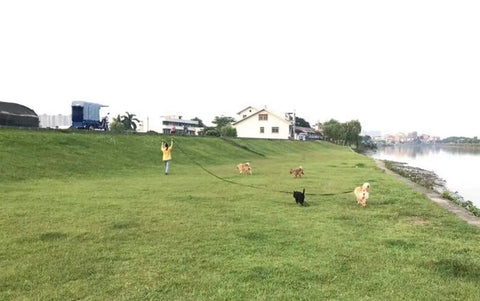 Person using Long Dog Training Leash 15ft 20ft 30ft 50ft 100ft for small and medium dogs in a grassy field near water.