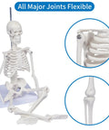 17.7 Inch Hands On Human Skeleton Model For Anatomy With Movable Shoulders Elbows Wrists Knees Ankles Articulated Bone Structure