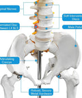 Close-up of Life Size Human Skeleton Model For Anatomy With Nervous System And Rolling Stand 70.8 Inch showing spine and pelvis area.