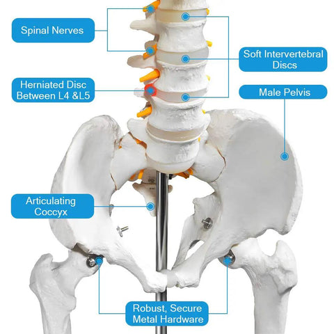 Close-up of Life Size Human Skeleton Model For Anatomy With Nervous System And Rolling Stand 70.8 Inch showing spine and pelvis area.