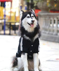 Siberian Husky wearing a black jacket with white stripes, relaxing outdoors in a park setting.