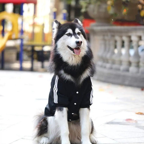 Siberian Husky wearing a black jacket with white stripes, relaxing outdoors in a park setting.