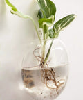 Hanging Glass Terrarium Planter Set Of 2 For Hydroponics And Air Plants, Oblate Vase Decor For Bathroom, Living Room And Office