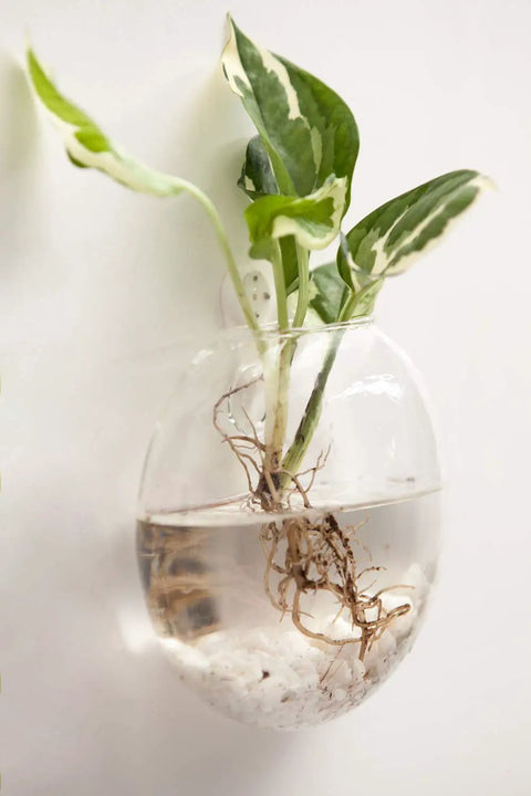 Hanging Glass Terrarium Planter Set Of 2 For Hydroponics And Air Plants, Oblate Vase Decor For Bathroom, Living Room And Office