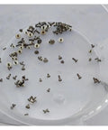 100 Piece Watch Movement Screw Set With Assorted Original Size Screws For Repairs And DIY on a clear plastic tray