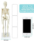 Mini Human Skeleton Model For Anatomy Learning, 17.7 Inch Full Body Skeleton next to cell phone for size comparison